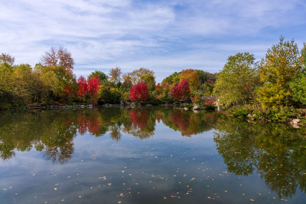 Still pond water reflects colorful autumn trees and carefully arranged plantings in the Richard and Helen DeVos Japanese Garden.